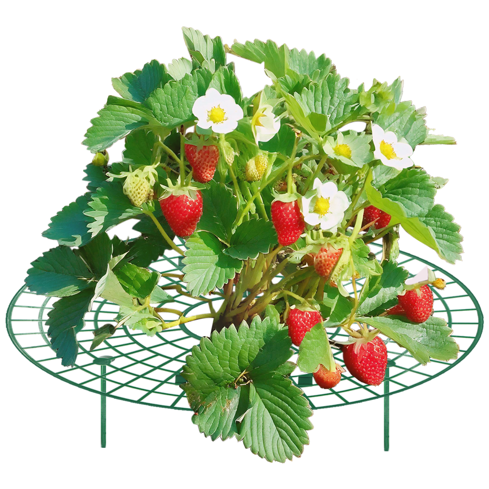 Zenport P309 Garden Supports Fruit and Vegetable Gardening, Green