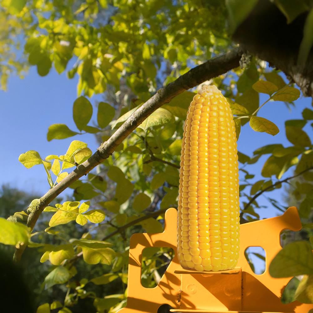 Zenport Z203008 Corn Cob Squirrel and Bird Feeder, Orange